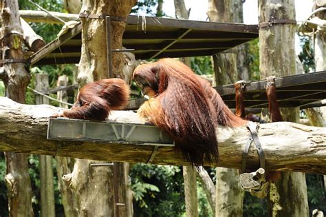 singapore zoo animal experiences